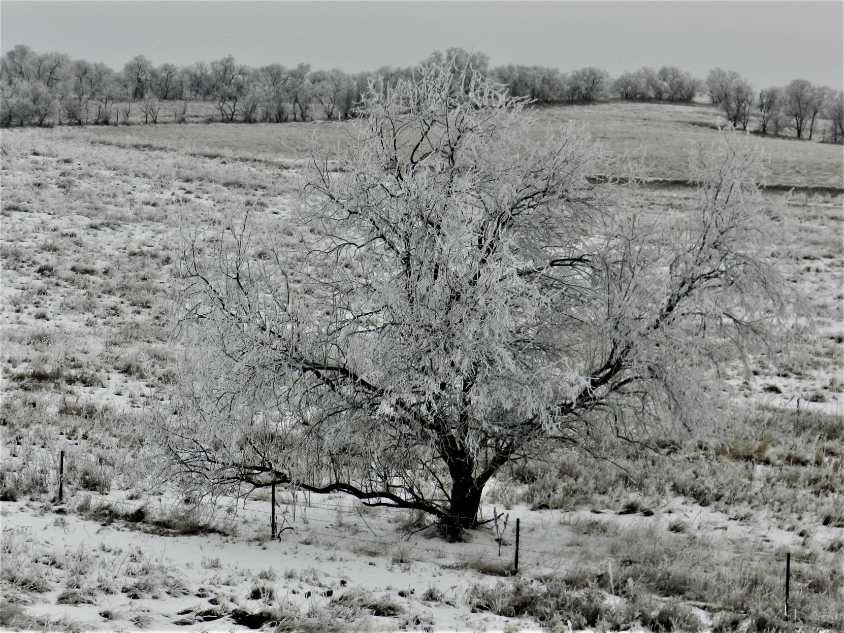 Lone Tree